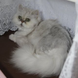 チンチラメス推定８才おとなしいツンデレちゃん