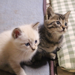 ４匹の子猫の里親を募集します。