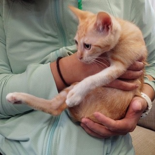 【大分】チャトラ　メス　生後二か月