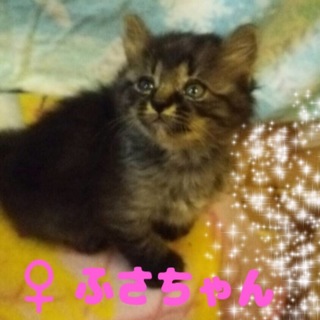 名古屋 11匹猫 ふさちゃん