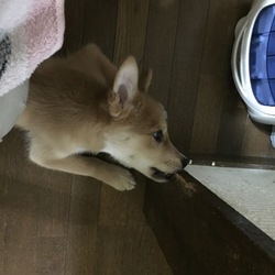 甘噛みのつもりっ？