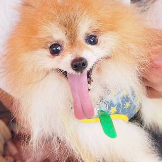 ポメラニアンのルポくん