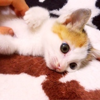 三毛♀推定2ヵ月弱のミキご家族さま決定！