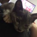 グレーの仔猫ちゃん