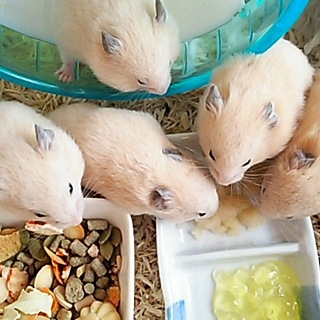 キンクマハムスターの男の子