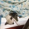 初めて布団に潜ってきました(  ˊᵕˋ  )♡