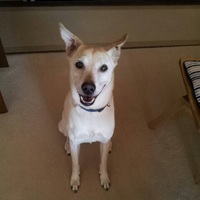 犬白　けんしろ