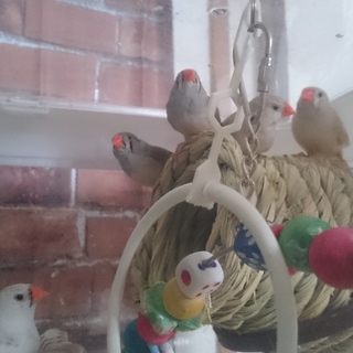 【急募】　生後半年　キンカチョウ