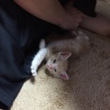 2ヶ月ほどの子猫