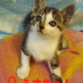 名古屋 11匹猫 うさちゃんの里親さま募集