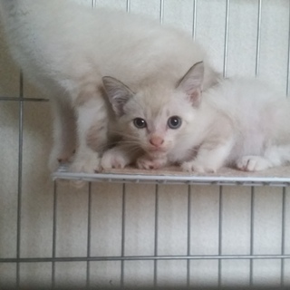 シャム系男の子