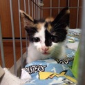 三毛猫ちゃん、里親さん募集中