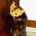ふわふわ可愛い三毛の子猫ちゃん☆
