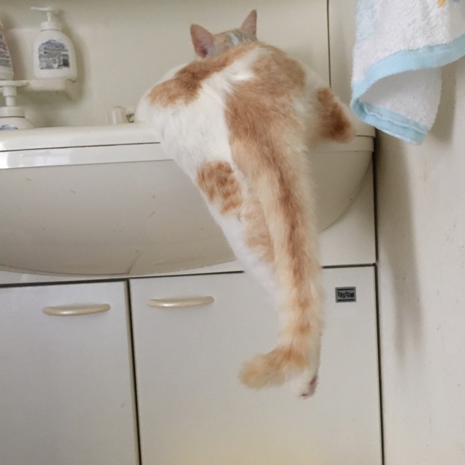 まつのカバー写真
