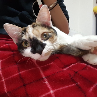 三毛猫とトラ猫の姉妹