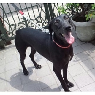 不憫な生い立ちにご理解頂き、迎えて下さる方を！