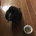 カラスの子供