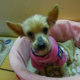 モカ　　おとなしい子です