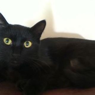 クーちゃん　穏やかな子です