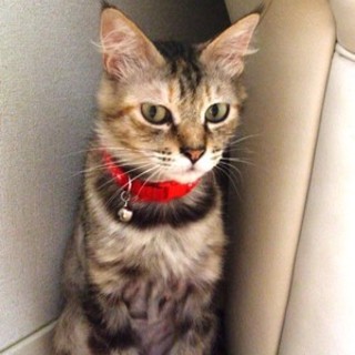 サワちゃん　甘えん坊の女の子です