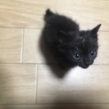 クロねこ・生後0ヶ月くらい