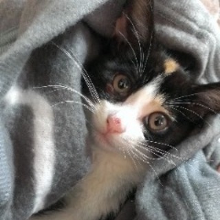 ぬくみ　甘えん坊の女の子です