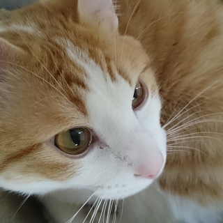 ありがとうございました