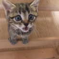 きじとら・生後0ヶ月くらい