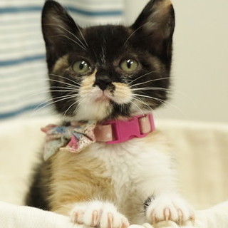 抱っこ大好き三毛にゃん