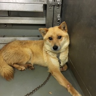 くりくりお目目の狐みたいな、ウランちゃん！