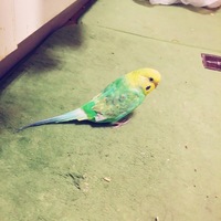 ハピ