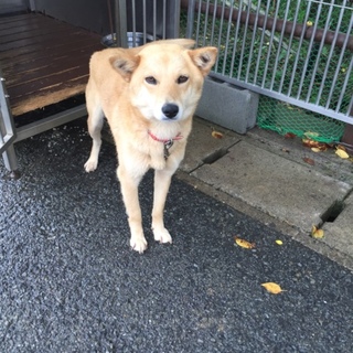  みさとちゃん♪浜松のＹ様より希望いただきました