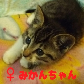 名古屋 11匹 みかんちゃんの里親さま募集