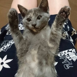 宮城に来れる方☆今年３月生☆トイレ出来ます!