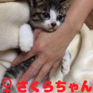 名古屋 11匹猫 さくらちゃんの里親さま募集