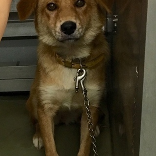 1歳未満、かわいい垂耳のかみよちゃん！