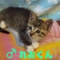 名古屋 11匹猫 れおくんの里親さま募集