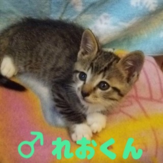名古屋 11匹猫 れおくんの里親さま募集