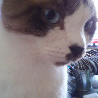 スコティッシュホールド、3才6ヶ月