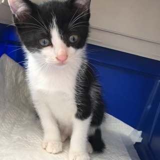 5がつの連休産まれの女の子