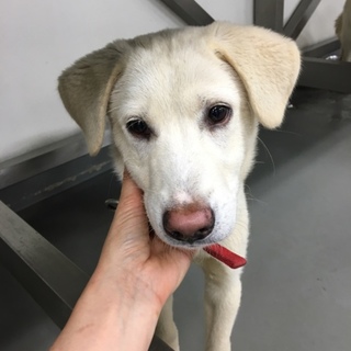 半年ぐらいの白子犬、チョボくんです！