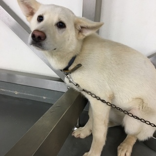 半年ぐらいの白子犬のフキ子ちゃん！