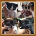 野良猫４兄弟