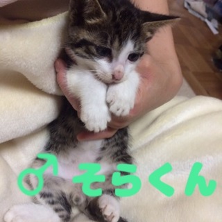 名古屋 11匹猫 そらくんの里親さま募集
