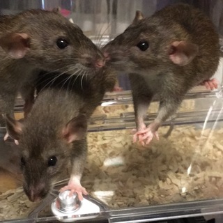 ファンシーラット♂♀募集します