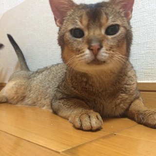 抱っこ好きアビ