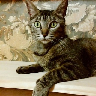 とっても懐っこいキジトラママ、1匹飼い希望
