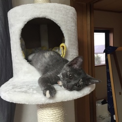 キャットタワーでくつろぐ