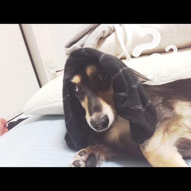 リロのママのカバー写真