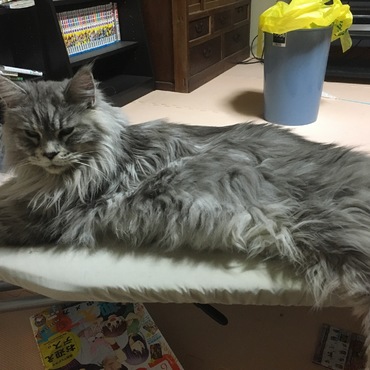 アイロン台の上でくつろぎルナちゃん